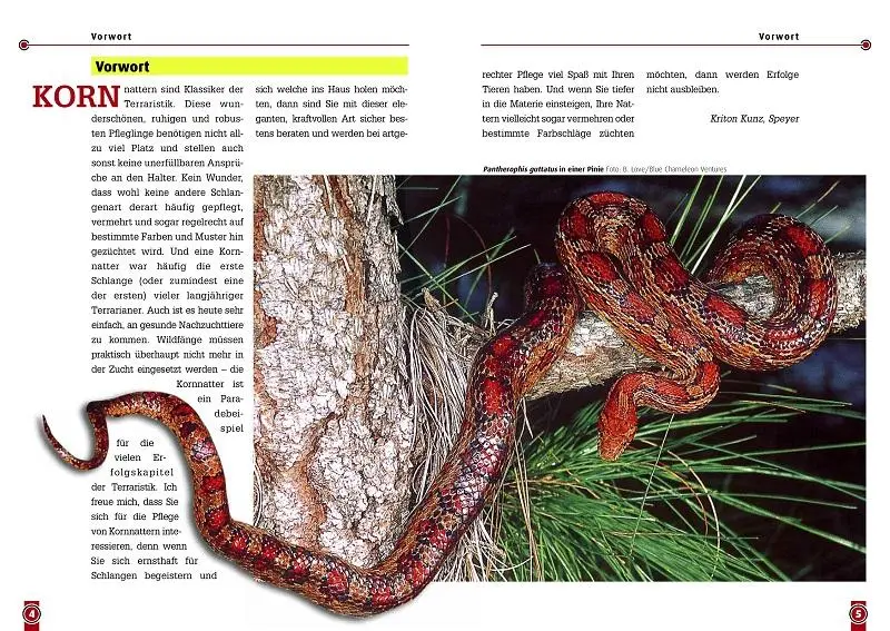 Bild: 9783937285085 | Die Kornnatter | Pantherophis guttatus | Kriton Kunz | Taschenbuch