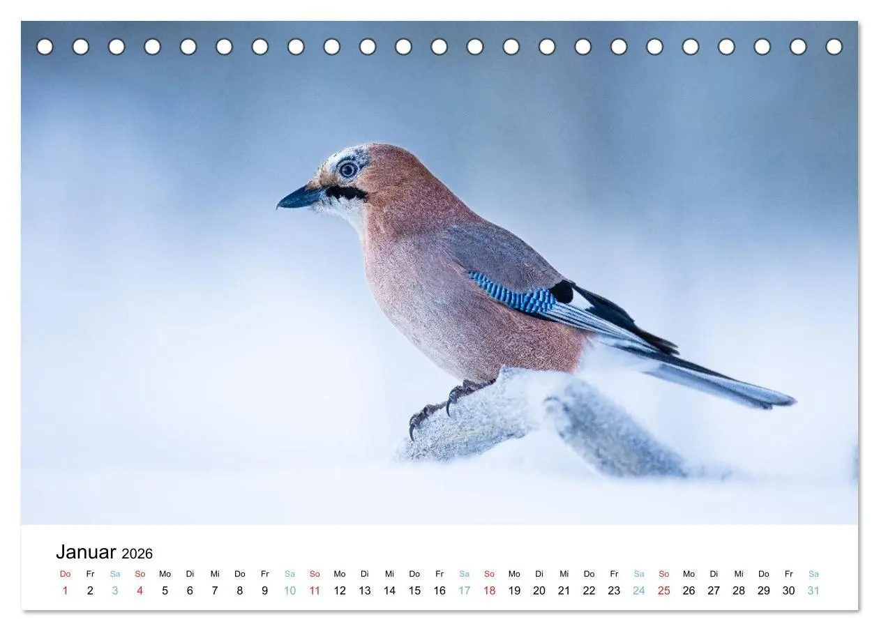 Bild: 9783516665185 | Tierwelt Skandinaviens (Tischkalender 2026 DIN A5 quer), CALVENDO...