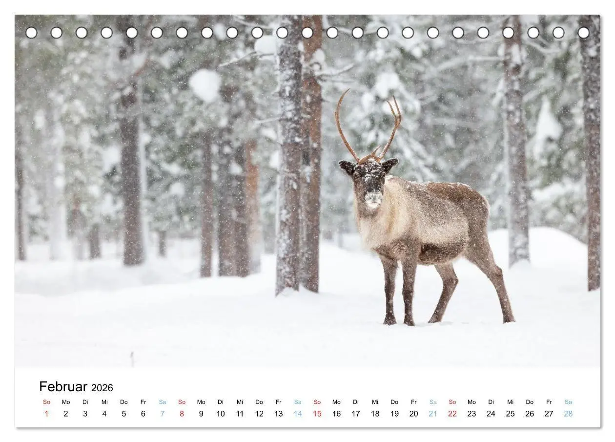 Bild: 9783516665185 | Tierwelt Skandinaviens (Tischkalender 2026 DIN A5 quer), CALVENDO...