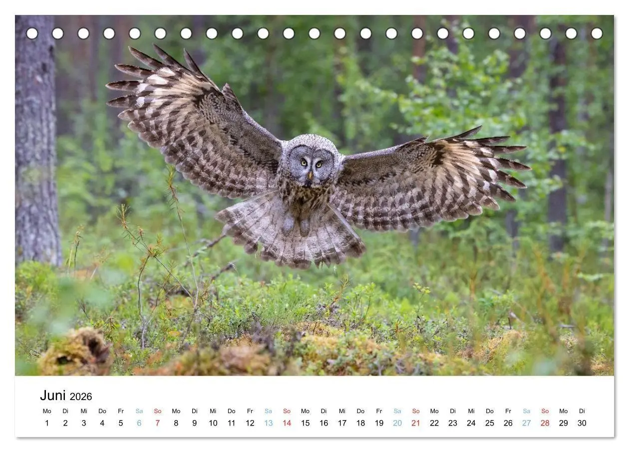 Bild: 9783516665185 | Tierwelt Skandinaviens (Tischkalender 2026 DIN A5 quer), CALVENDO...
