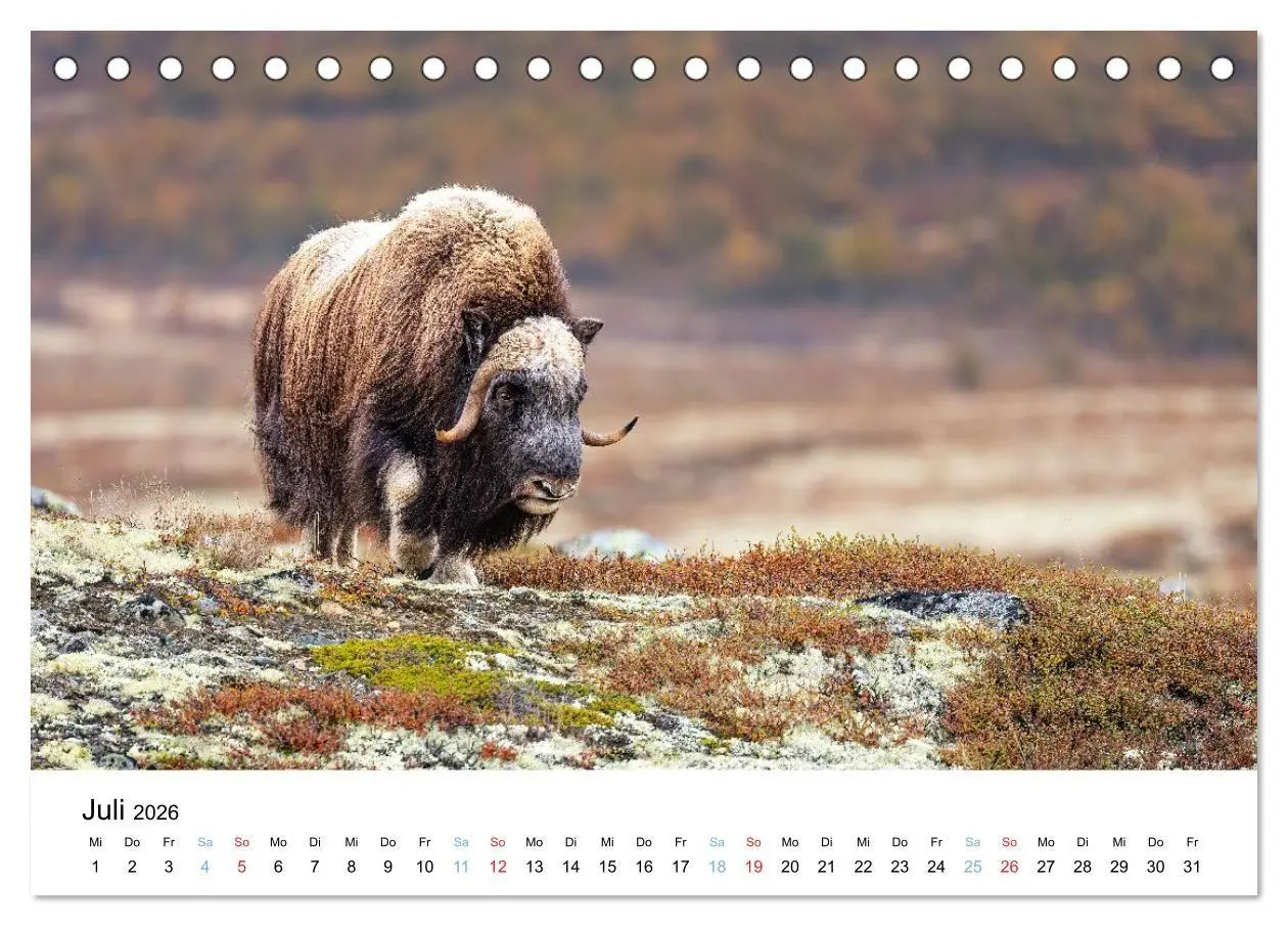 Bild: 9783516665185 | Tierwelt Skandinaviens (Tischkalender 2026 DIN A5 quer), CALVENDO...
