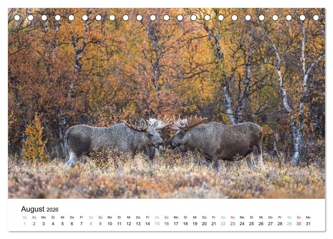 Bild: 9783516665185 | Tierwelt Skandinaviens (Tischkalender 2026 DIN A5 quer), CALVENDO...