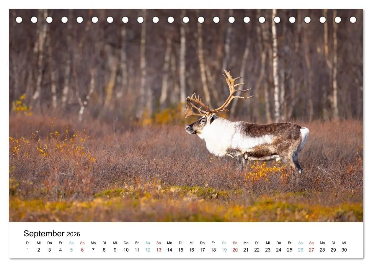 Bild: 9783516665185 | Tierwelt Skandinaviens (Tischkalender 2026 DIN A5 quer), CALVENDO...