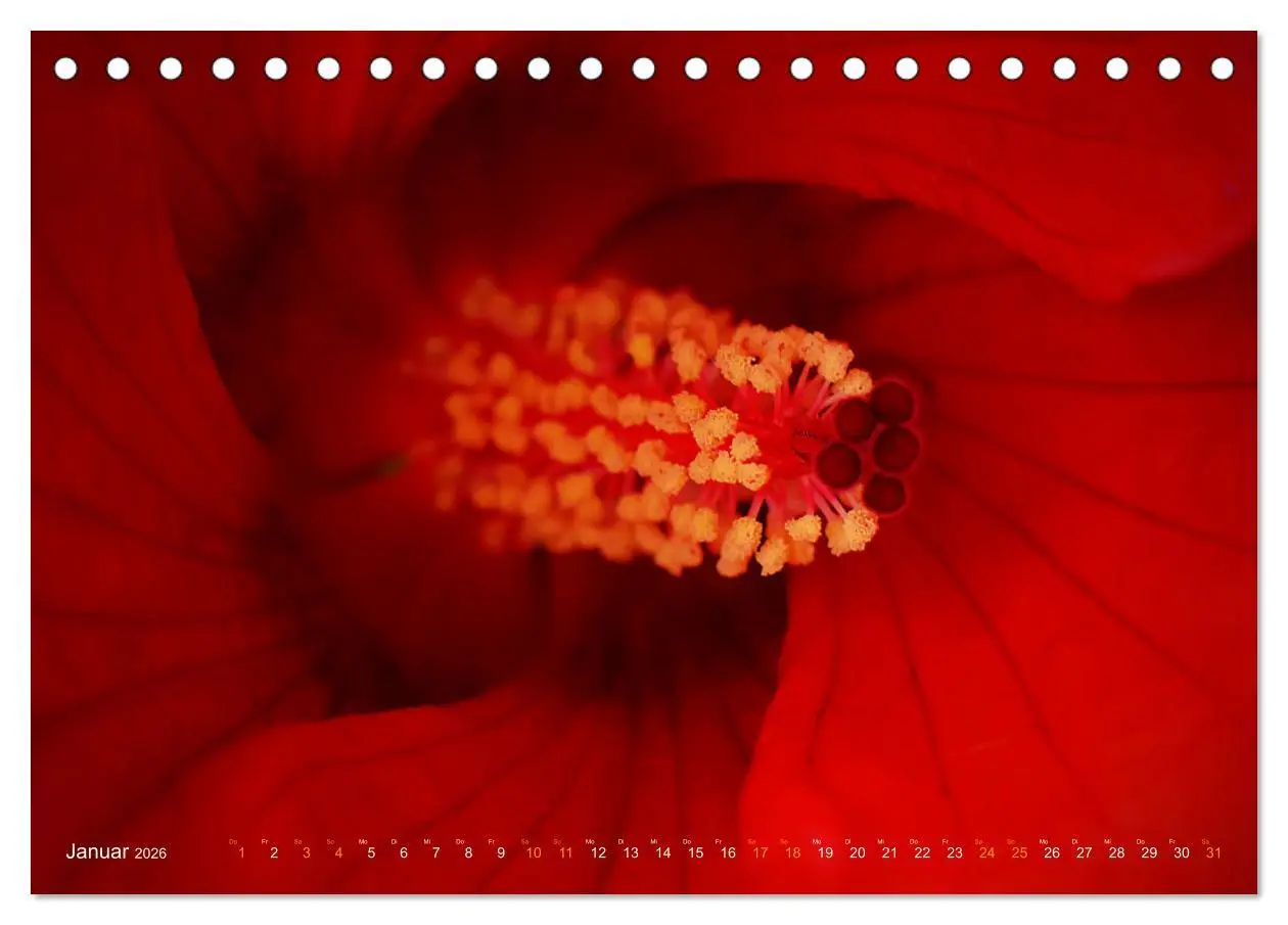 Bild: 9783457635285 | DEEP INSIDE - Blütenmakros (Tischkalender 2026 DIN A5 quer),...
