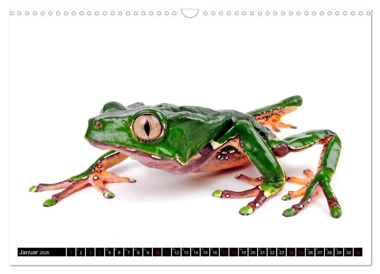Bild: 9783457875285 | Amphibien und Reptilien (Wandkalender 2026 DIN A3 quer), CALVENDO...