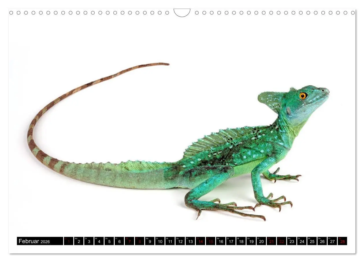 Bild: 9783457875285 | Amphibien und Reptilien (Wandkalender 2026 DIN A3 quer), CALVENDO...