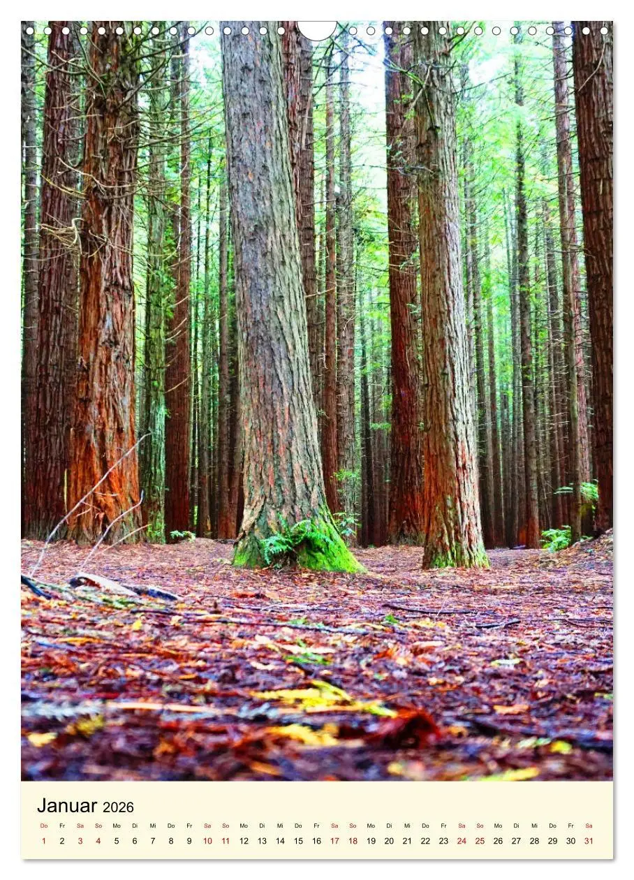 Bild: 9783516405385 | Redwoods - Faszination Mammutbäume (Wandkalender 2026 DIN A3 hoch),...