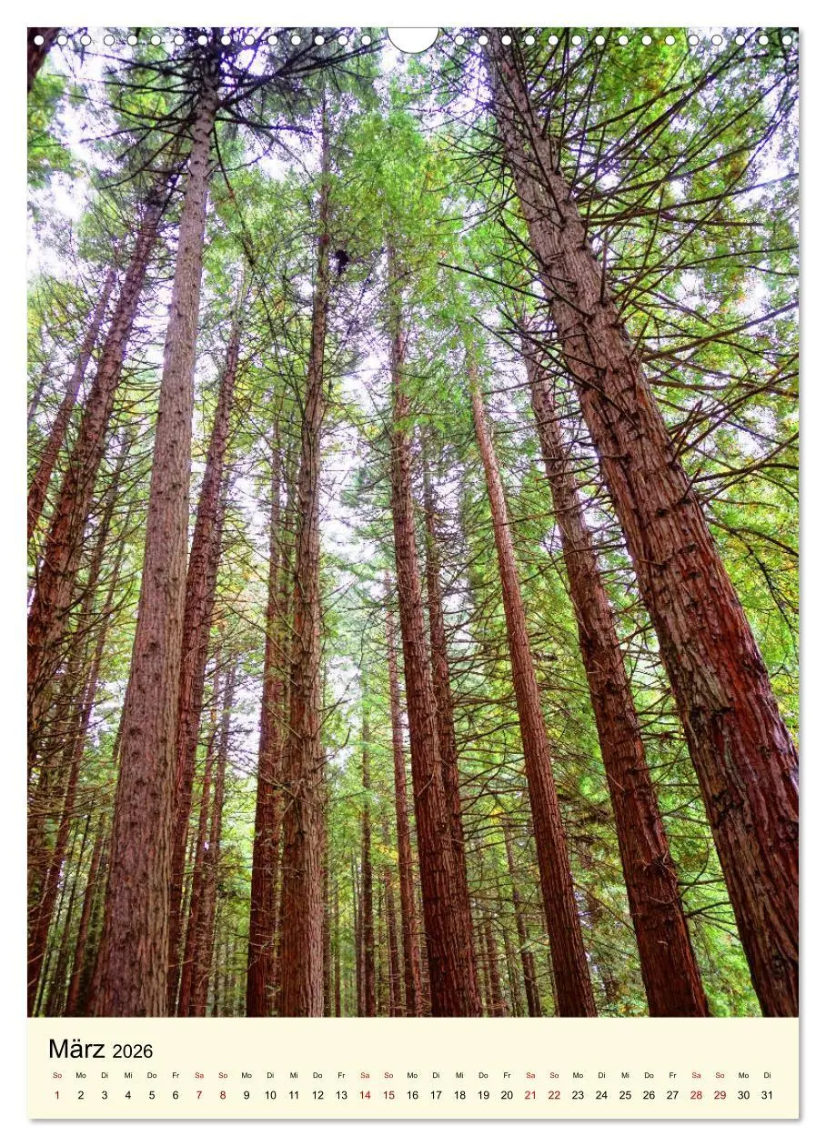 Bild: 9783516405385 | Redwoods - Faszination Mammutbäume (Wandkalender 2026 DIN A3 hoch),...