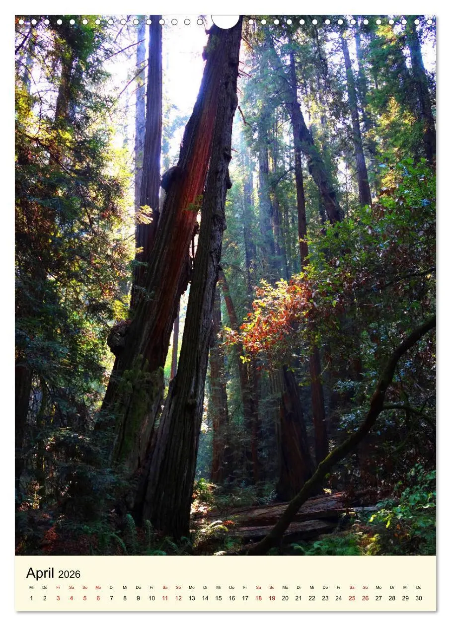 Bild: 9783516405385 | Redwoods - Faszination Mammutbäume (Wandkalender 2026 DIN A3 hoch),...