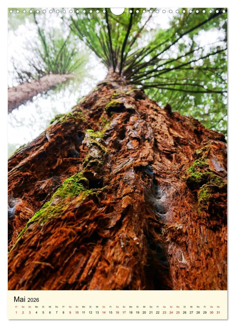 Bild: 9783516405385 | Redwoods - Faszination Mammutbäume (Wandkalender 2026 DIN A3 hoch),...