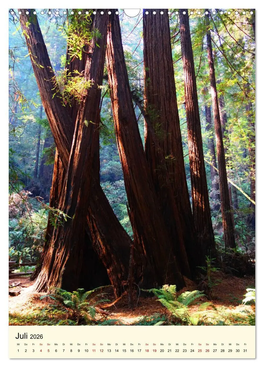 Bild: 9783516405385 | Redwoods - Faszination Mammutbäume (Wandkalender 2026 DIN A3 hoch),...