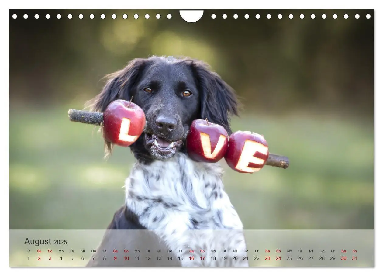 Bild: 9783457145685 | Der kleine Münsterländer (Wandkalender 2025 DIN A4 quer), CALVENDO...