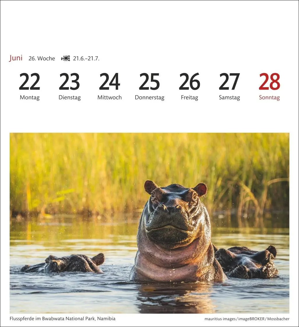 Bild: 9783840035685 | Südafrika &amp; Namibia Sehnsuchtskalender 2026 - Wochenkalender mit 53...