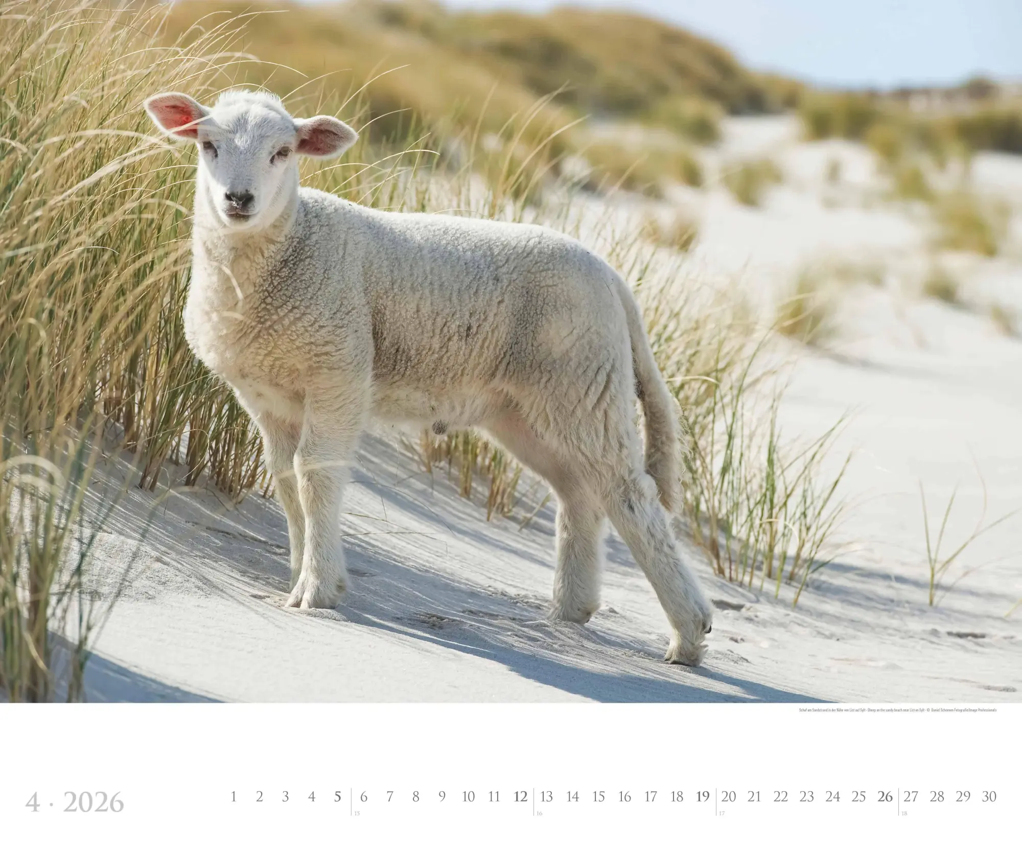 Bild: 4069095005785 | Sylt 2026 - Bildkalender XXL 60x50 cm - hochwertiger Wandkalender...