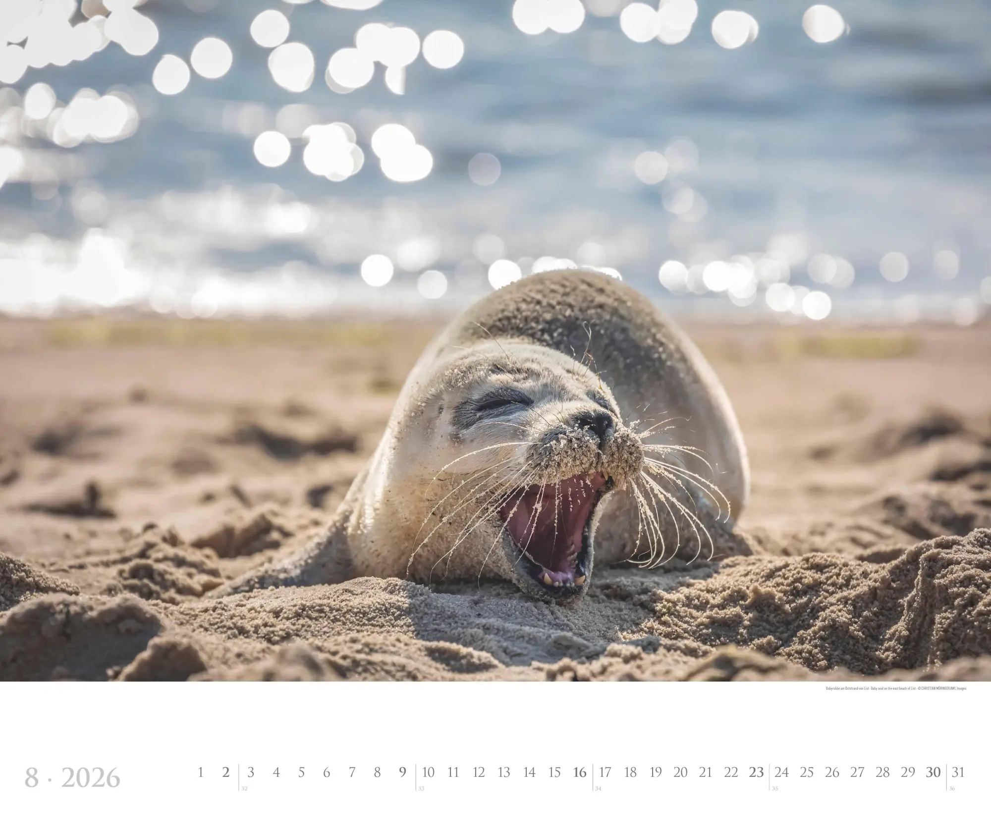 Bild: 4069095005785 | Sylt 2026 - Bildkalender XXL 60x50 cm - hochwertiger Wandkalender...