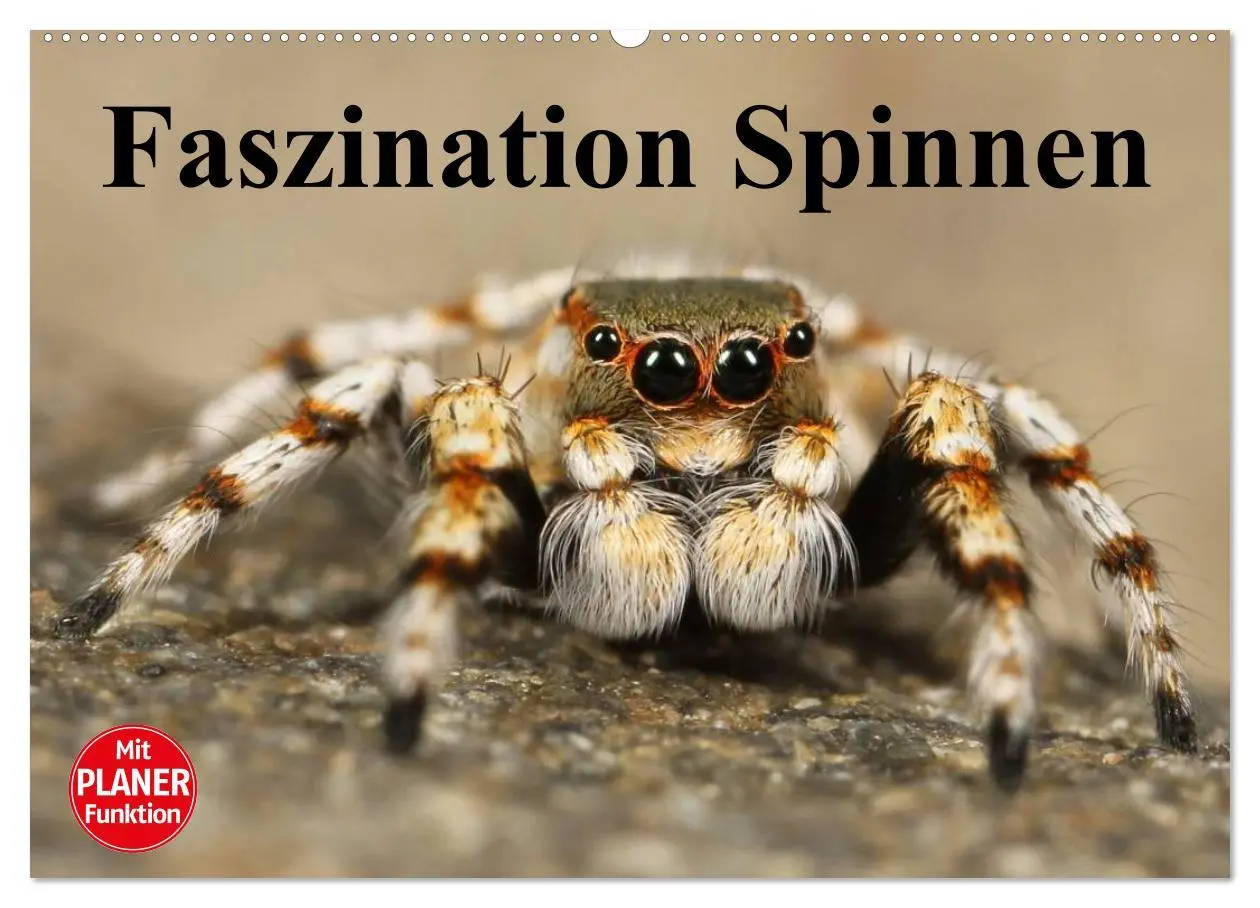 Cover: 9783457995785 | Faszination Spinnen (Wandkalender 2026 DIN A2 quer), CALVENDO...
