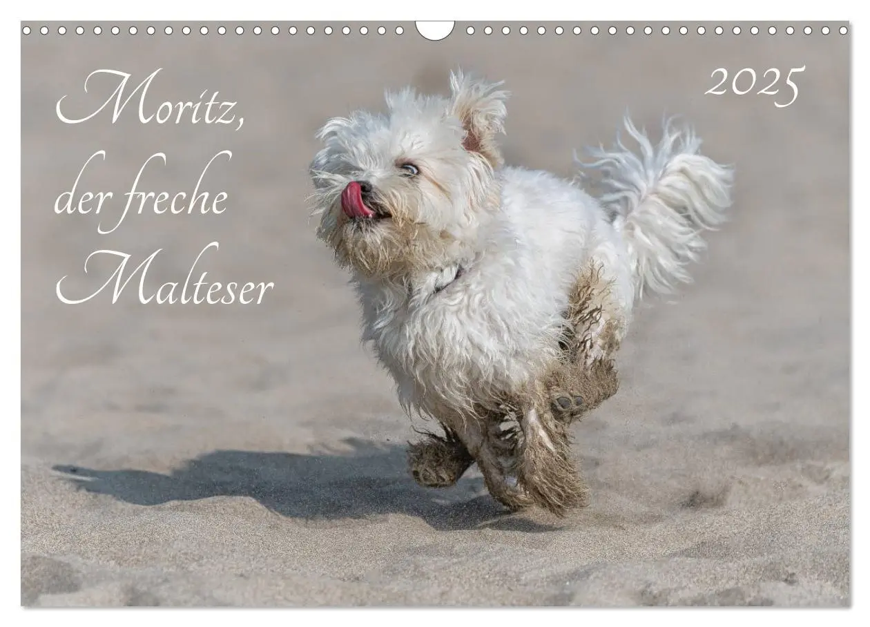 Cover: 9783435275885 | Moritz, der freche Malteser (Wandkalender 2025 DIN A3 quer),...