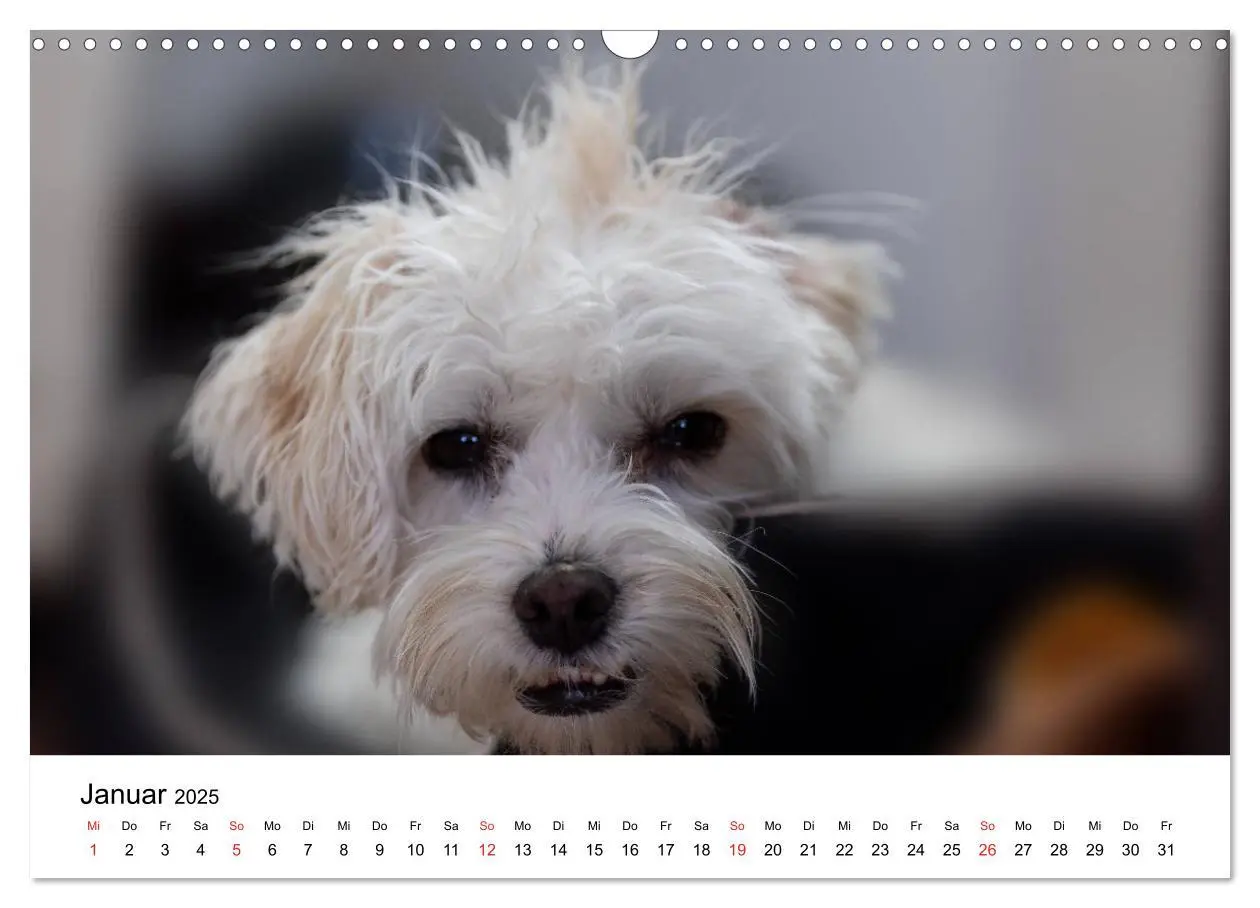 Bild: 9783435275885 | Moritz, der freche Malteser (Wandkalender 2025 DIN A3 quer),...