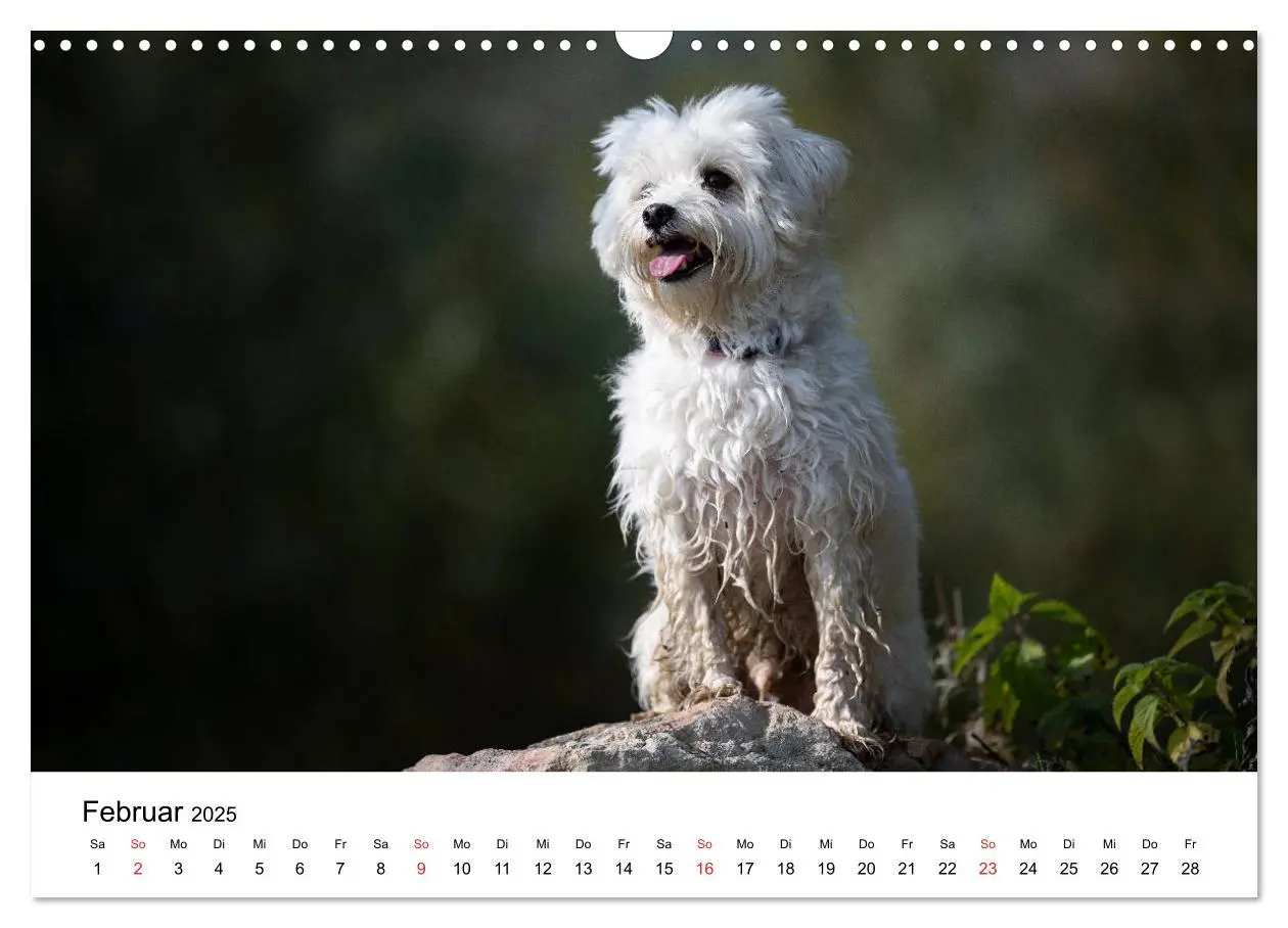 Bild: 9783435275885 | Moritz, der freche Malteser (Wandkalender 2025 DIN A3 quer),...