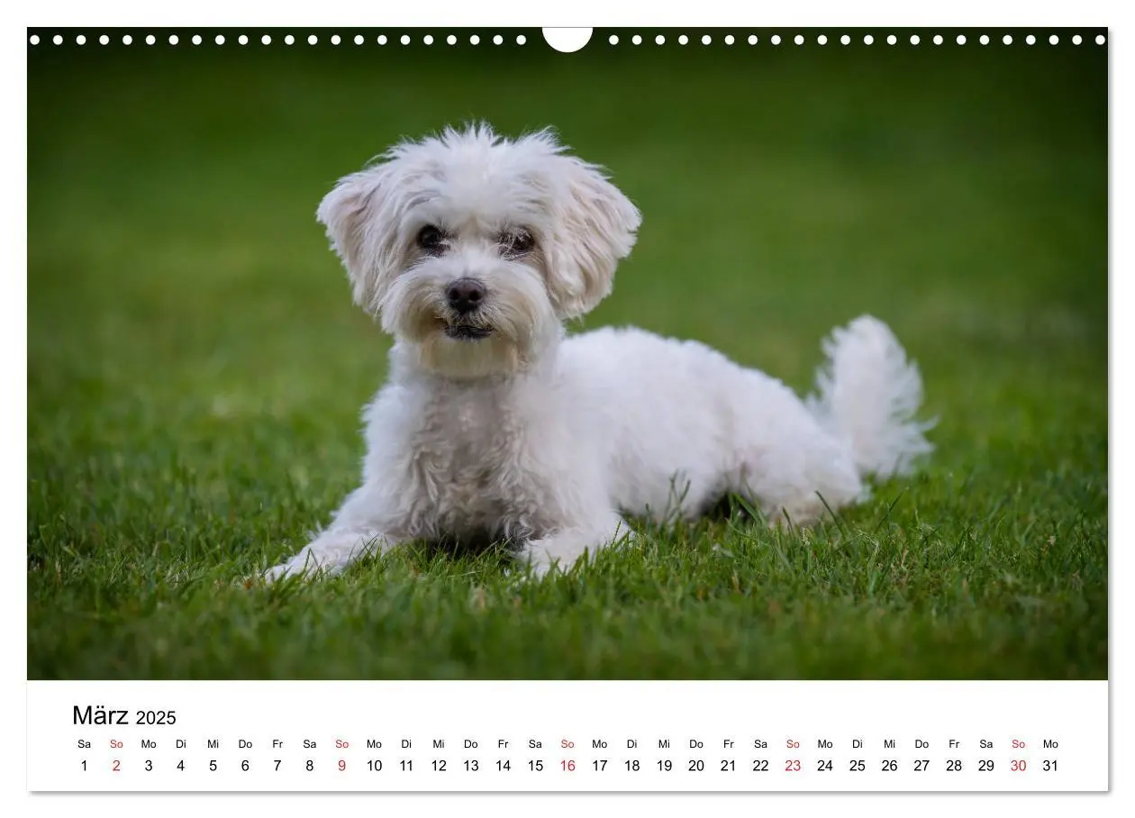 Bild: 9783435275885 | Moritz, der freche Malteser (Wandkalender 2025 DIN A3 quer),...