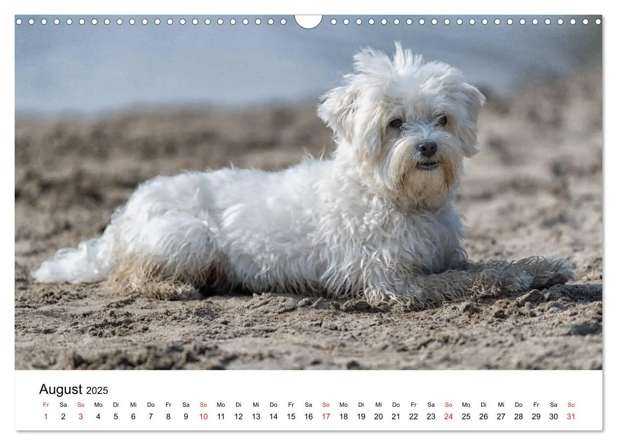 Bild: 9783435275885 | Moritz, der freche Malteser (Wandkalender 2025 DIN A3 quer),...