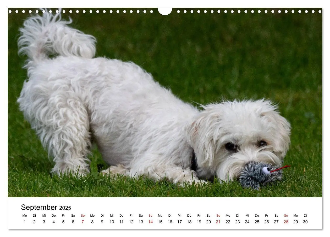 Bild: 9783435275885 | Moritz, der freche Malteser (Wandkalender 2025 DIN A3 quer),...