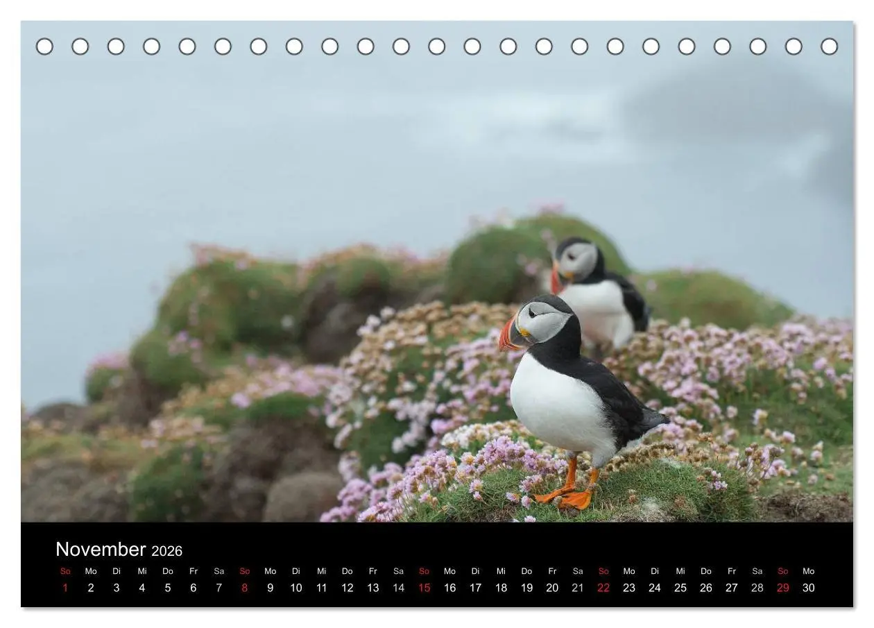 Bild: 9783516135985 | Papageientaucher 2026 (Tischkalender 2026 DIN A5 quer), CALVENDO...
