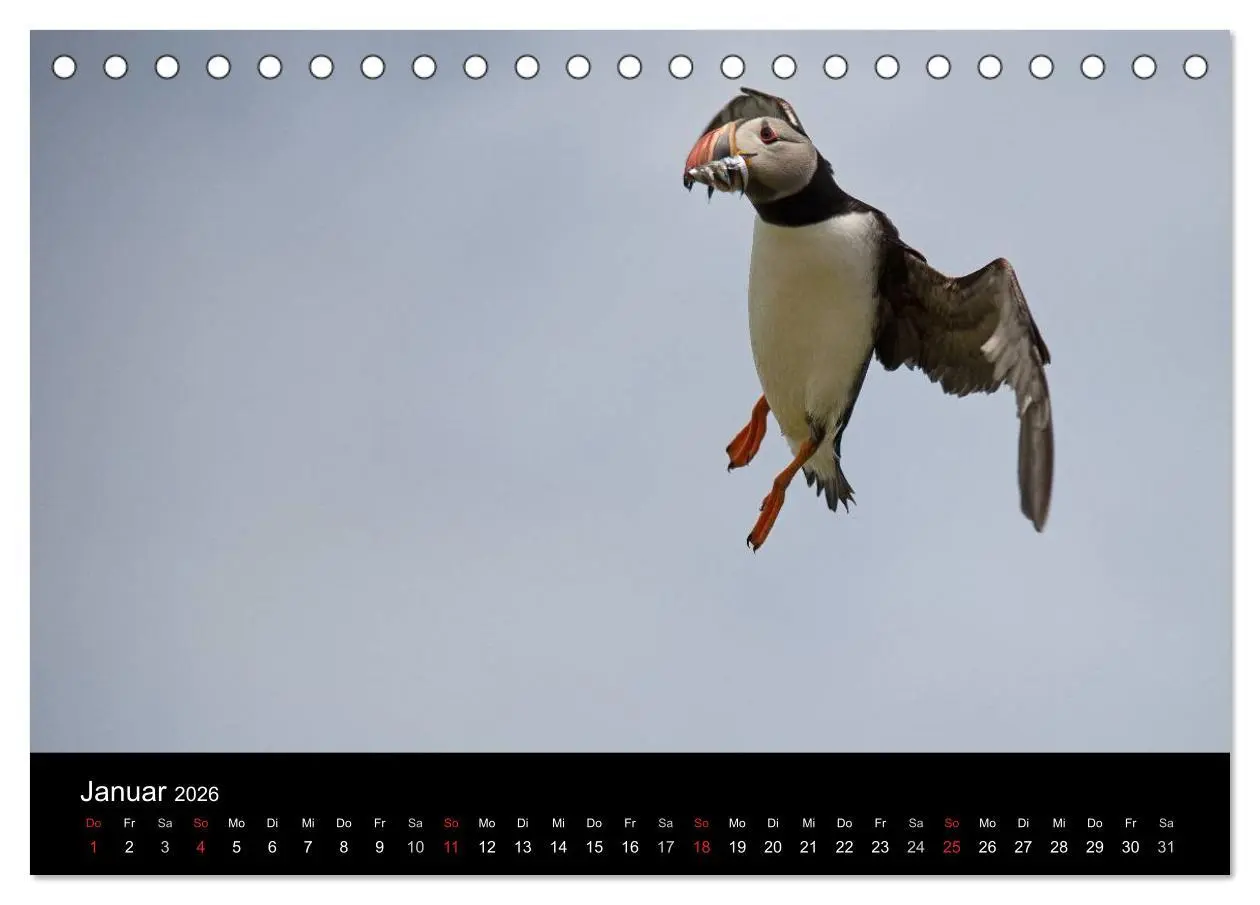 Bild: 9783516135985 | Papageientaucher 2026 (Tischkalender 2026 DIN A5 quer), CALVENDO...