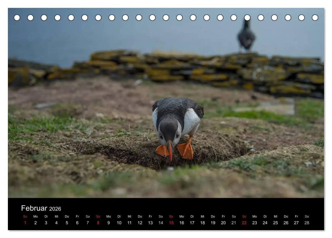 Bild: 9783516135985 | Papageientaucher 2026 (Tischkalender 2026 DIN A5 quer), CALVENDO...