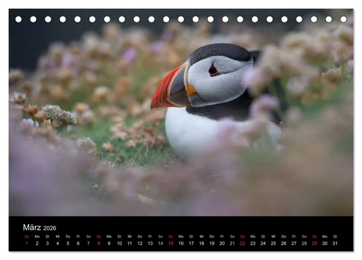 Bild: 9783516135985 | Papageientaucher 2026 (Tischkalender 2026 DIN A5 quer), CALVENDO...