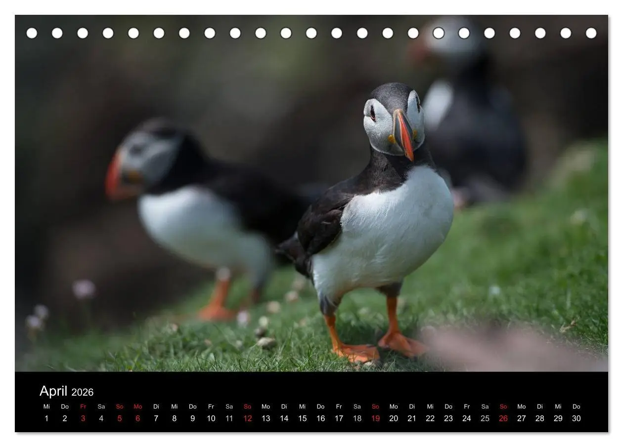 Bild: 9783516135985 | Papageientaucher 2026 (Tischkalender 2026 DIN A5 quer), CALVENDO...