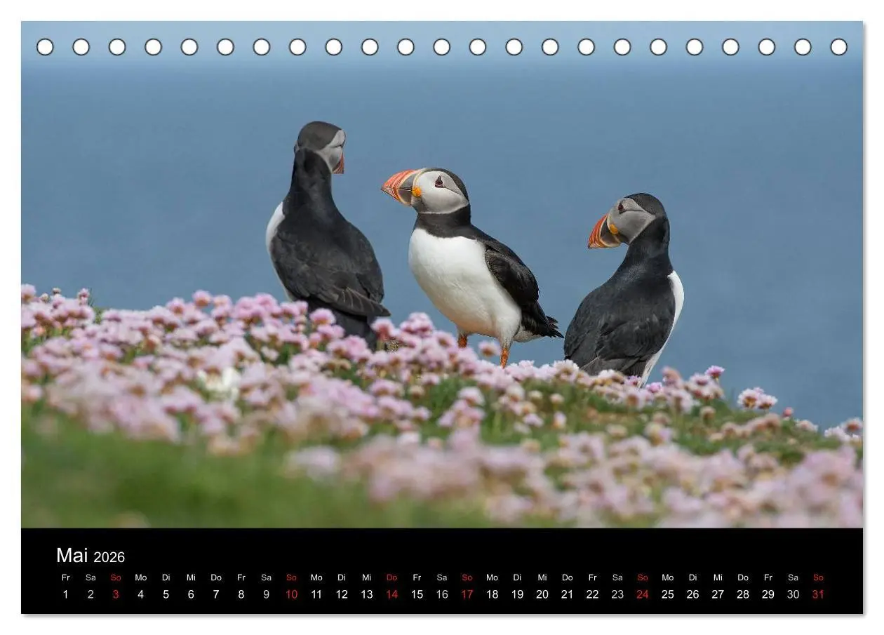 Bild: 9783516135985 | Papageientaucher 2026 (Tischkalender 2026 DIN A5 quer), CALVENDO...