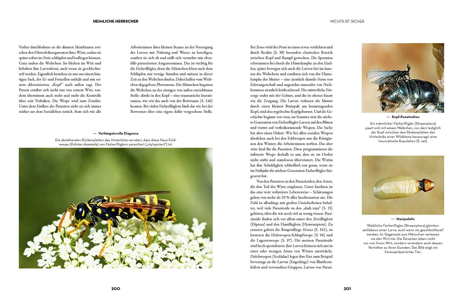 Bild: 9783440176085 | Insekten - Heimliche Herrscher | Ulrich Schmid | Buch | 208 S. | 2023