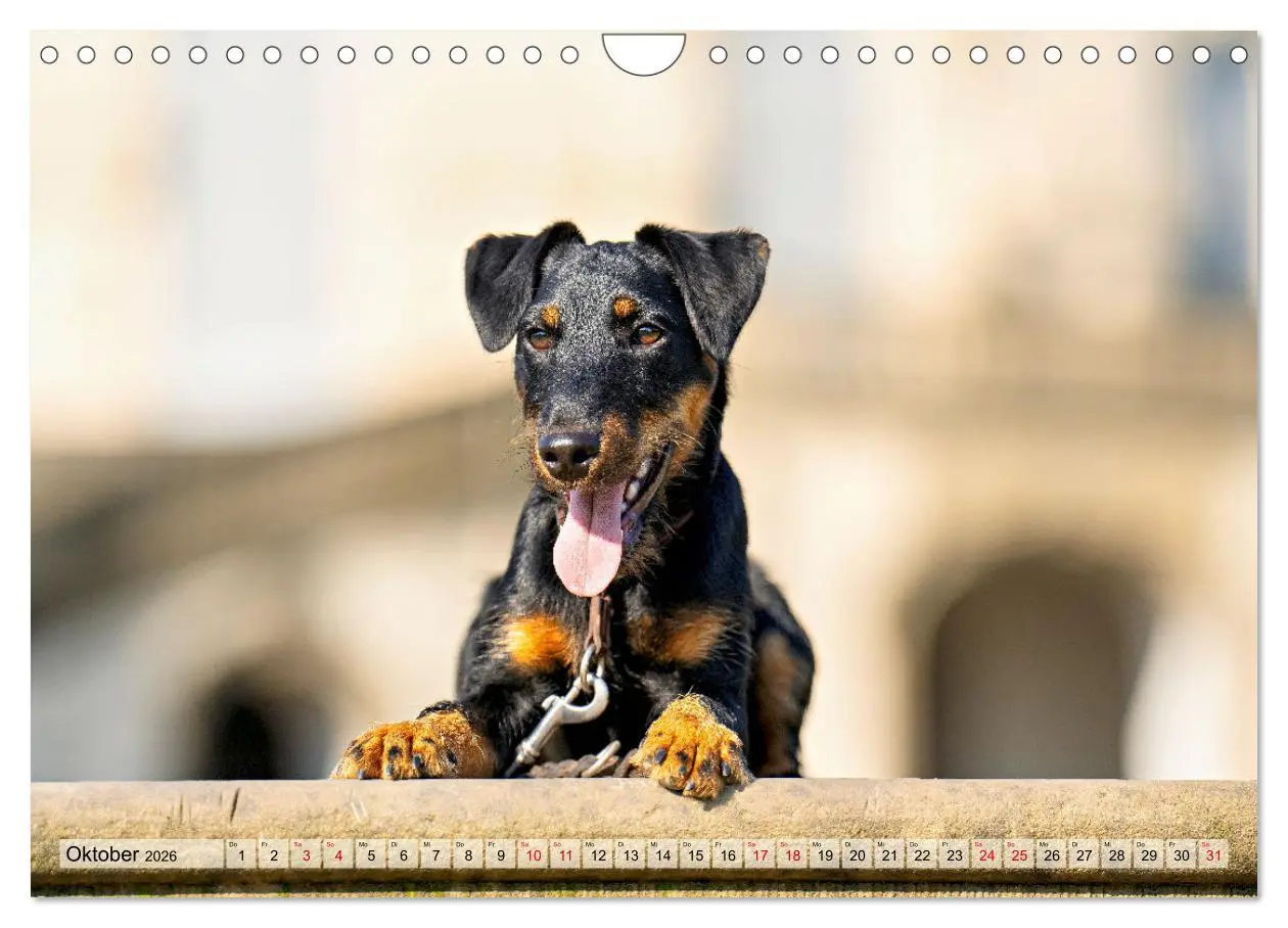Bild: 9783457316085 | Deutscher Terrier - ein leidenschaftlicher Jäger (Wandkalender 2026...