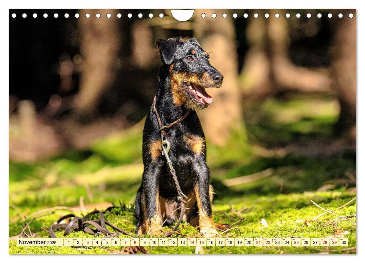 Bild: 9783457316085 | Deutscher Terrier - ein leidenschaftlicher Jäger (Wandkalender 2026...