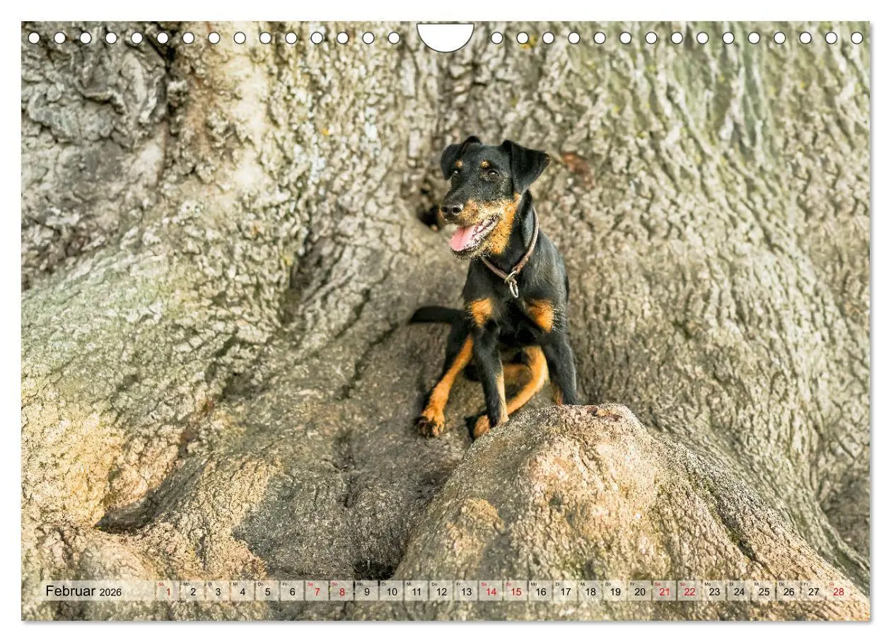 Bild: 9783457316085 | Deutscher Terrier - ein leidenschaftlicher Jäger (Wandkalender 2026...