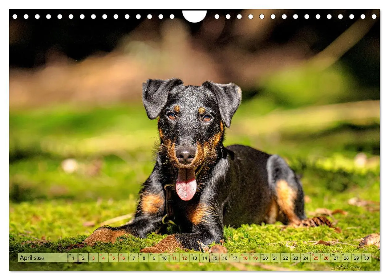Bild: 9783457316085 | Deutscher Terrier - ein leidenschaftlicher Jäger (Wandkalender 2026...