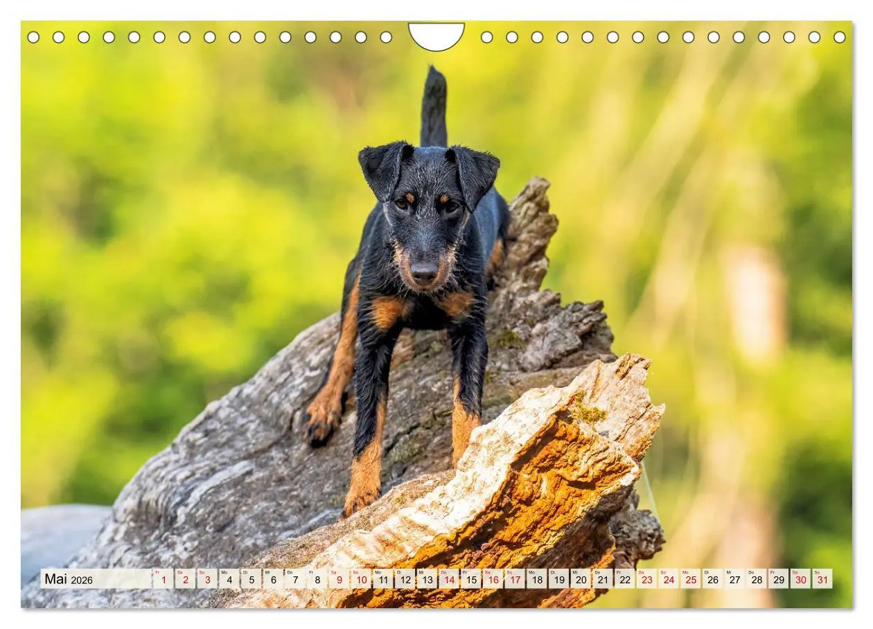 Bild: 9783457316085 | Deutscher Terrier - ein leidenschaftlicher Jäger (Wandkalender 2026...