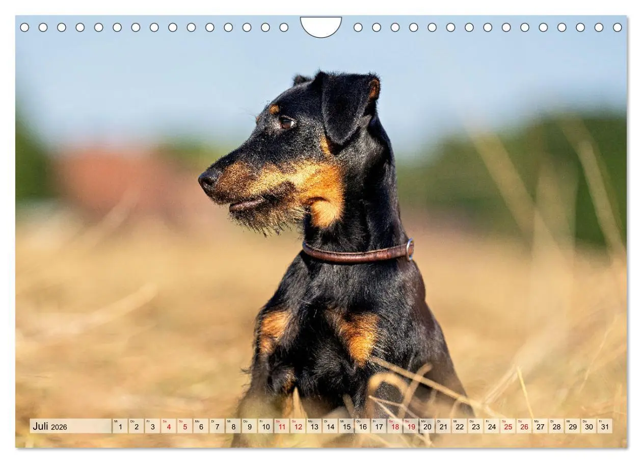 Bild: 9783457316085 | Deutscher Terrier - ein leidenschaftlicher Jäger (Wandkalender 2026...