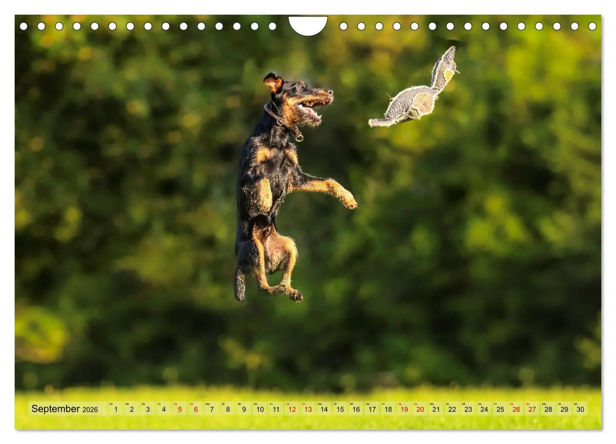 Bild: 9783457316085 | Deutscher Terrier - ein leidenschaftlicher Jäger (Wandkalender 2026...