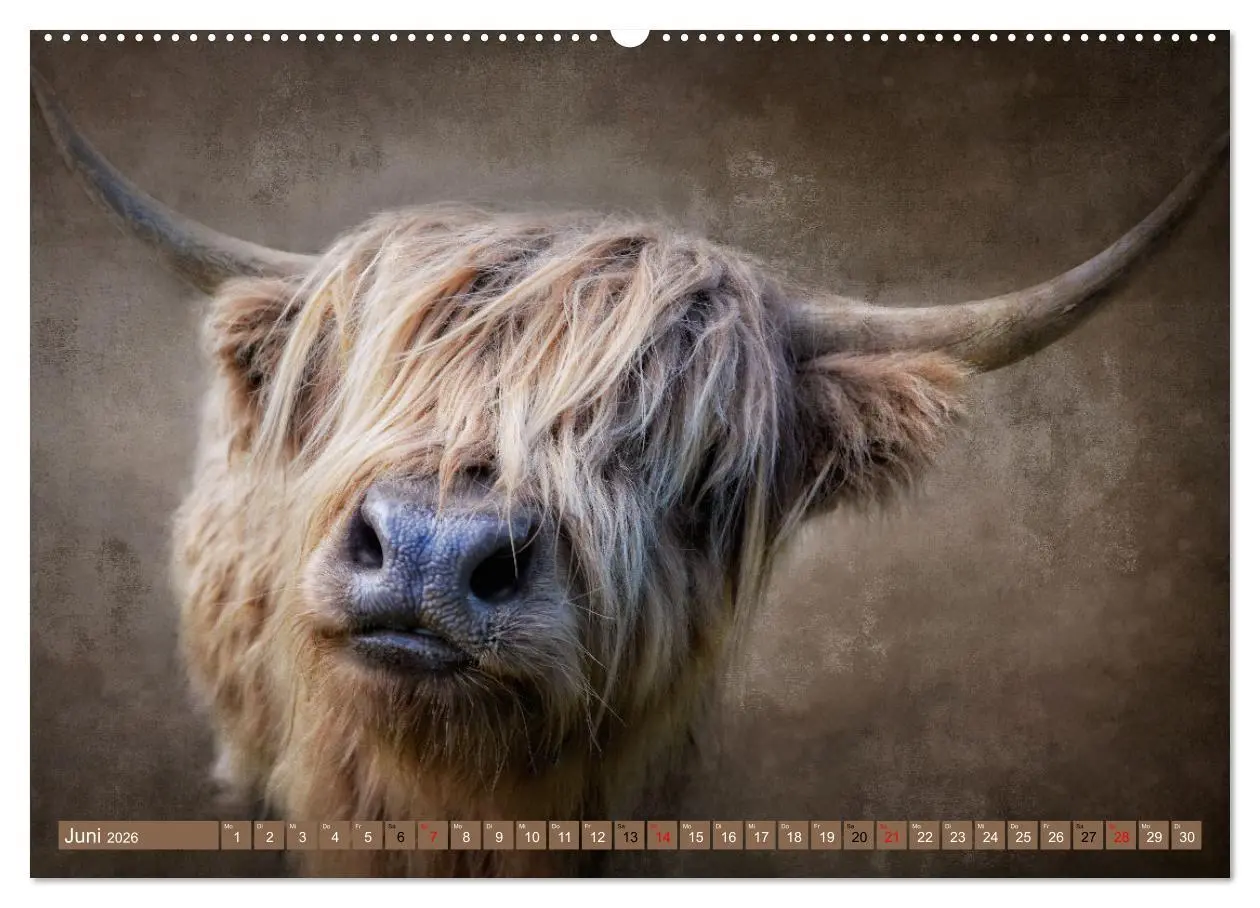 Bild: 9783457626085 | Hochlandrinder - Zottelige Schönheiten (Wandkalender 2026 DIN A2...