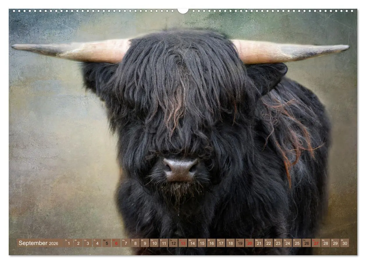 Bild: 9783457626085 | Hochlandrinder - Zottelige Schönheiten (Wandkalender 2026 DIN A2...