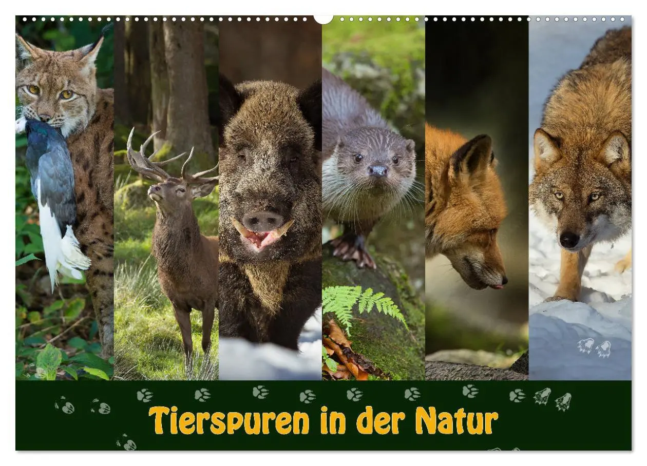Cover: 9783457866085 | Tierspuren in der Natur (Wandkalender 2026 DIN A2 quer), CALVENDO...