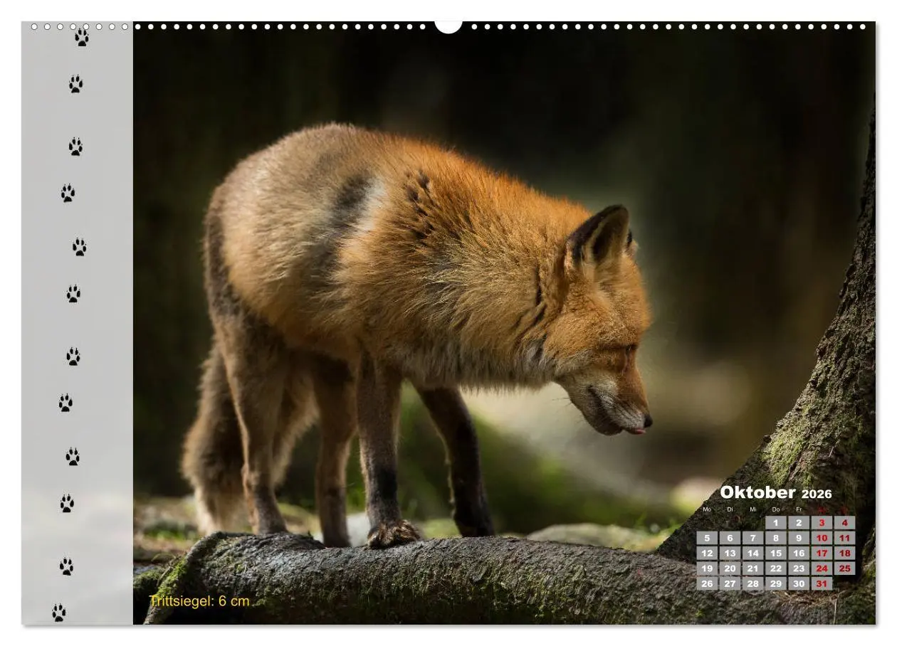 Bild: 9783457866085 | Tierspuren in der Natur (Wandkalender 2026 DIN A2 quer), CALVENDO...