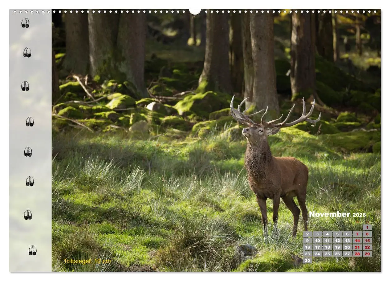 Bild: 9783457866085 | Tierspuren in der Natur (Wandkalender 2026 DIN A2 quer), CALVENDO...