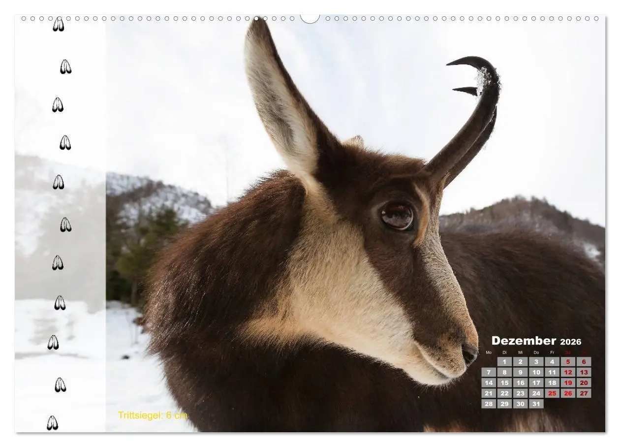 Bild: 9783457866085 | Tierspuren in der Natur (Wandkalender 2026 DIN A2 quer), CALVENDO...