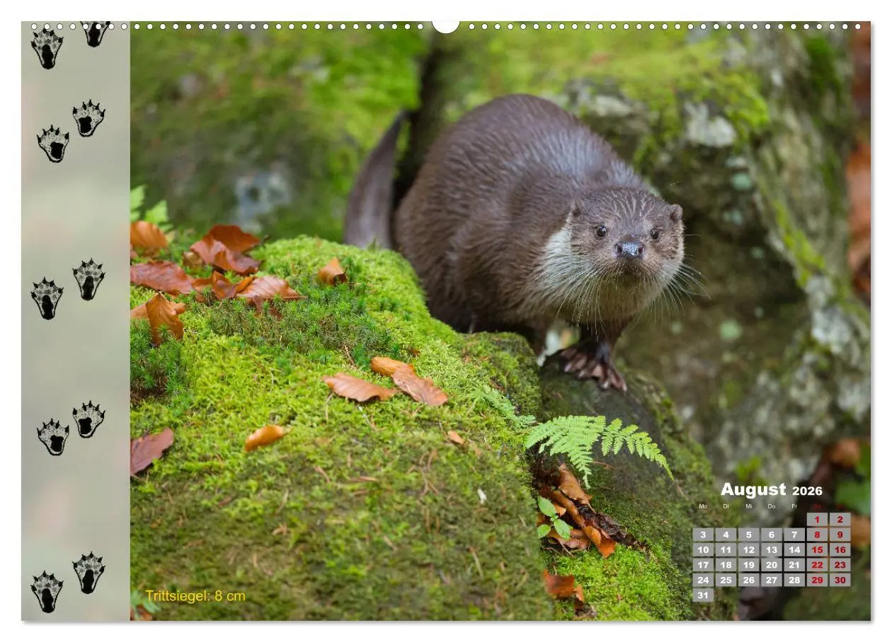 Bild: 9783457866085 | Tierspuren in der Natur (Wandkalender 2026 DIN A2 quer), CALVENDO...