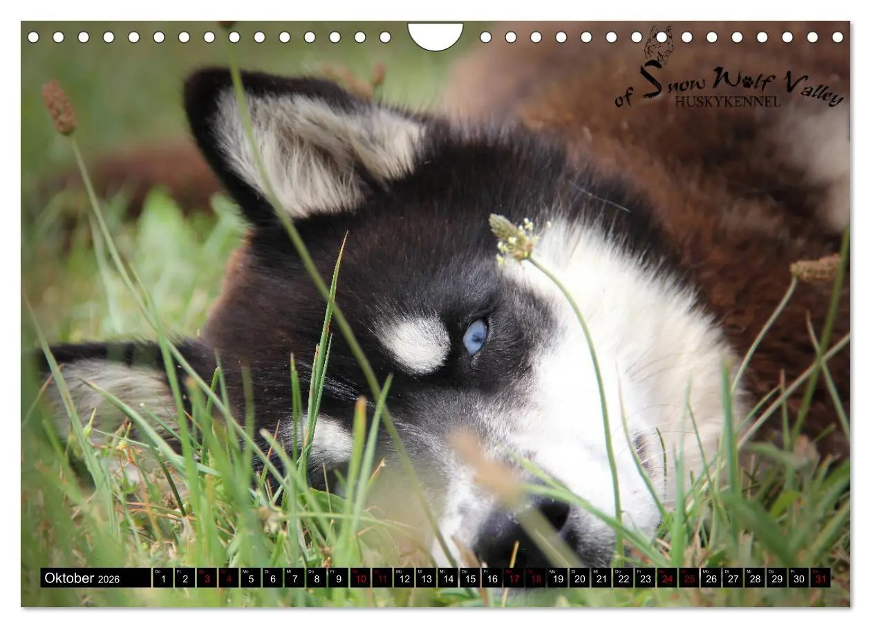 Bild: 9783457936085 | Faszination Husky (Wandkalender 2026 DIN A4 quer), CALVENDO...