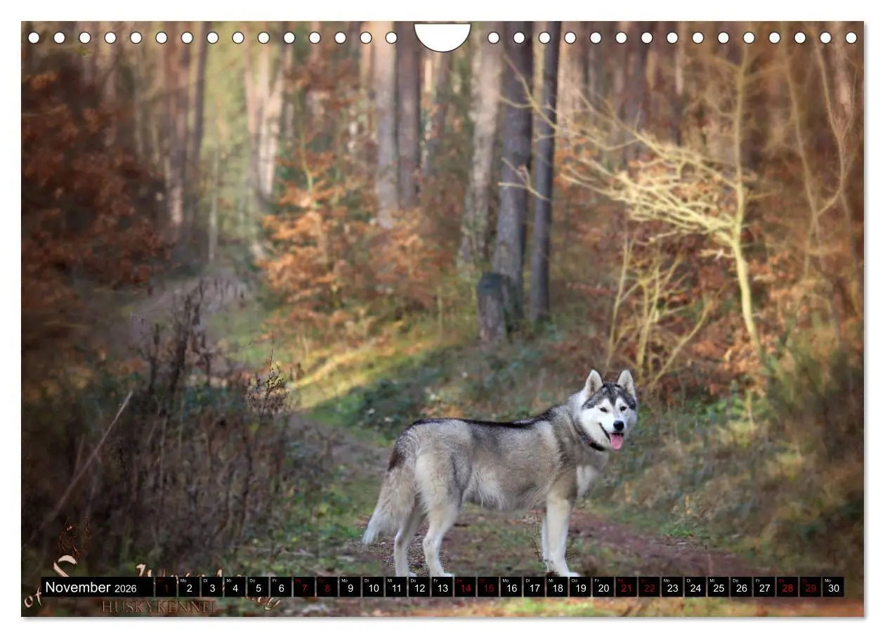 Bild: 9783457936085 | Faszination Husky (Wandkalender 2026 DIN A4 quer), CALVENDO...