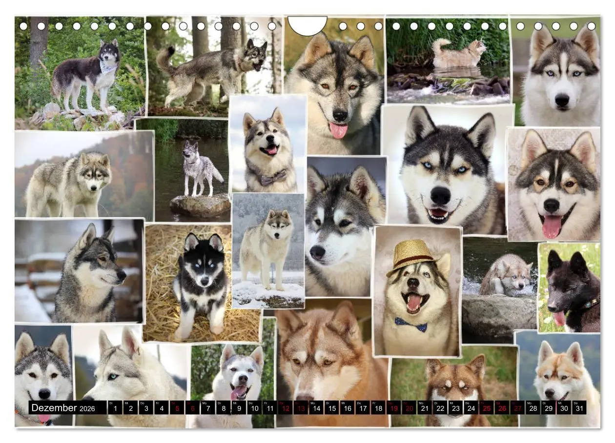Bild: 9783457936085 | Faszination Husky (Wandkalender 2026 DIN A4 quer), CALVENDO...